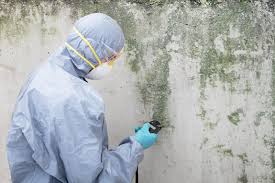 Why You Should Choose Our Mold Remediation Services in Bayshore Gardens, FL